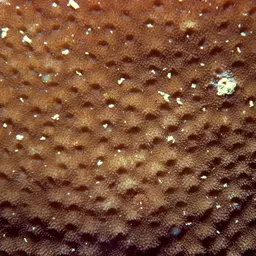 Starflower Coral, photo 1