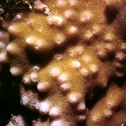 Star Coral, photo 1