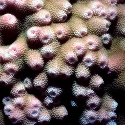 Star Coral, photo 2