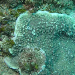 Starflower Coral, photo 1