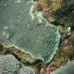 Starflower Coral, photo 2