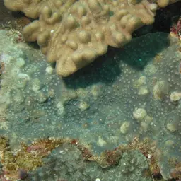 Starflower Coral, photo 3