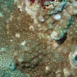 Starflower Coral, photo 4