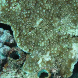 Starflower Coral, photo 5
