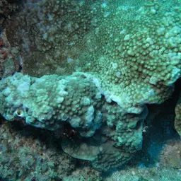 Starflower Coral, photo 6