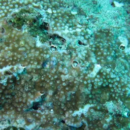 Starflower Coral, photo 7