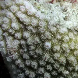 Starflower Coral, photo 1