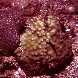 Starflower Coral, photo 2