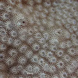 Starflower Coral, photo 3