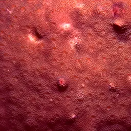 Starflower Coral, photo 4