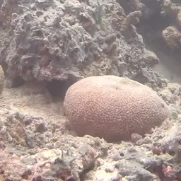 Moon Coral