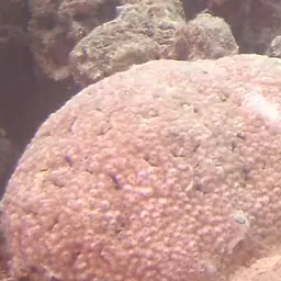 Moon Coral, photo 2