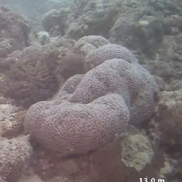 Moon Coral, photo 3