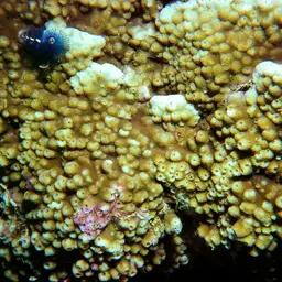 Starflower Coral, photo 1