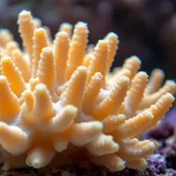 Starflower Coral, photo 1