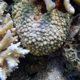 Starflower Coral, photo 2