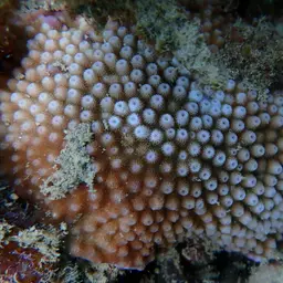 Starflower Coral, photo 3