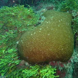 Starflower Coral, photo 4