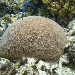 Starflower Coral, photo 5