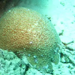 Starflower Coral, photo 6
