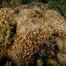 Starflower Coral, photo 7