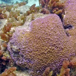 Starflower Coral, photo 8