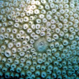 Starflower Coral, photo 1