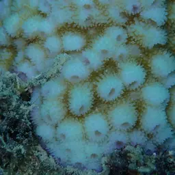 Starflower Coral, photo 9
