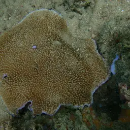 Starflower Coral, photo 10