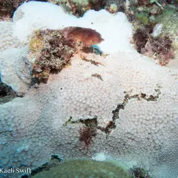 Starflower Coral, photo 11