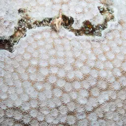 Starflower Coral, photo 12