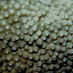 Starflower Coral, photo 2