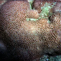 Starflower Coral, photo 1