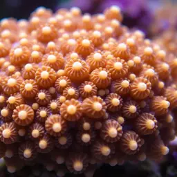 Starflower Coral, photo 1