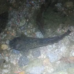 Andean Catfish, photo 2