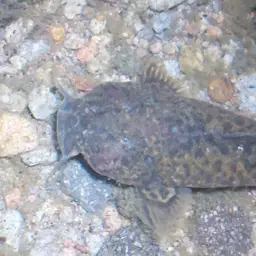 Andean Catfish, photo 3