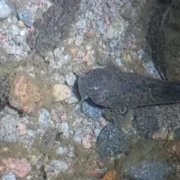 Andean Catfish, photo 4