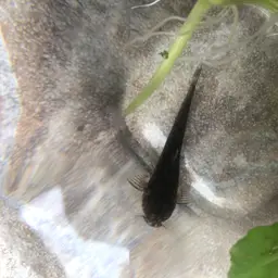 Andean Catfish, photo 5