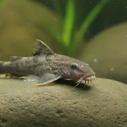 Andean Catfish