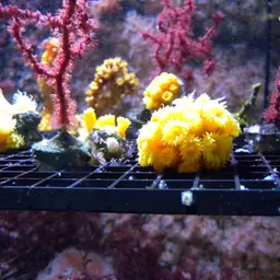 Chalice Coral, photo 12