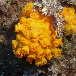 Chalice Coral