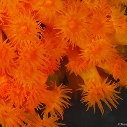 Chalice Coral, photo 2