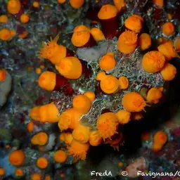 Chalice Coral, photo 3