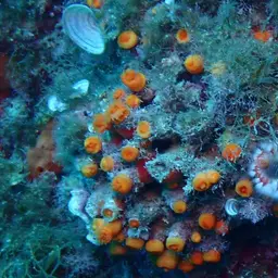 Chalice Coral, photo 4