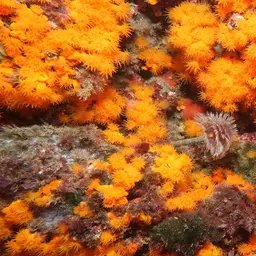 Chalice Coral, photo 5