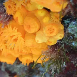 Chalice Coral, photo 6
