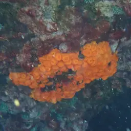 Chalice Coral, photo 7
