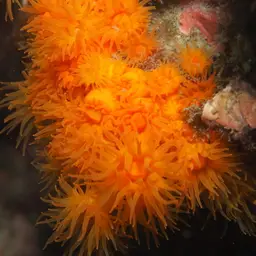 Chalice Coral, photo 8