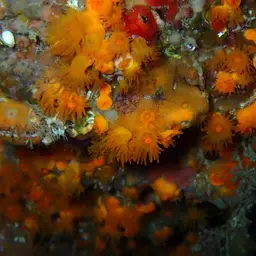 Chalice Coral, photo 9