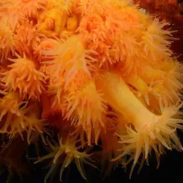Chalice Coral, photo 10